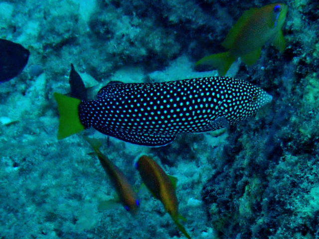 Click to View Yellowtail Wrasse<br><span style='font-size:12px'><i>Dave & Rose</i></span>