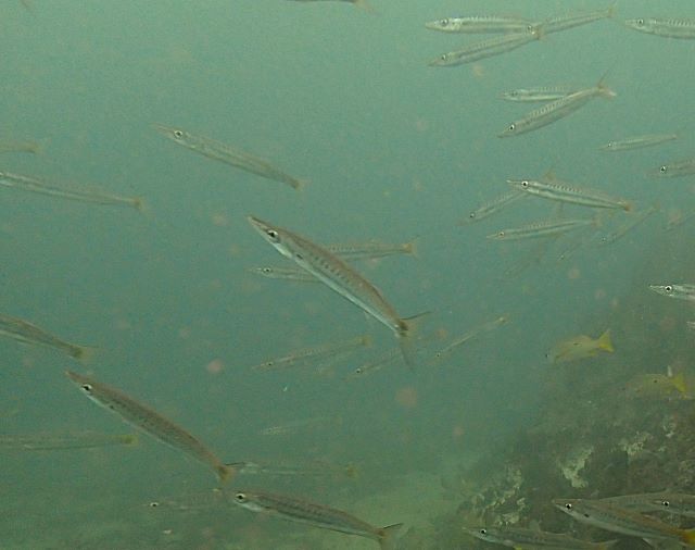 Click to View Yellowtail Barracuda<br><span style='font-size:12px'><i>Dave & Rose</i></span>