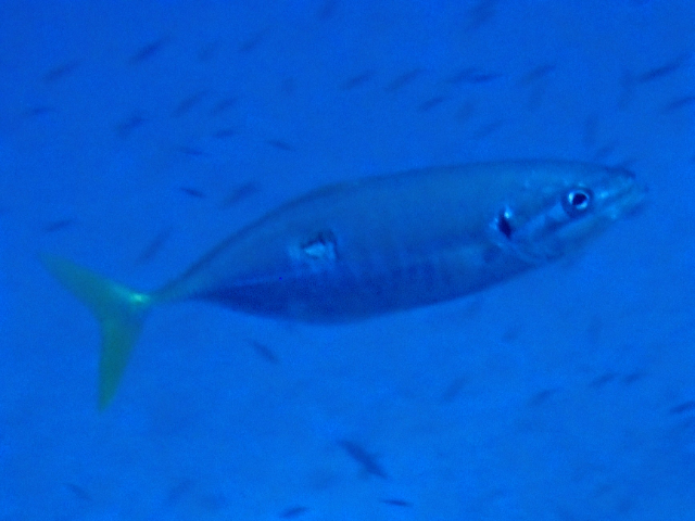 Click to View Yellowtail Scad<br><span style='font-size:12px'><i>Dave & Rose</i></span>