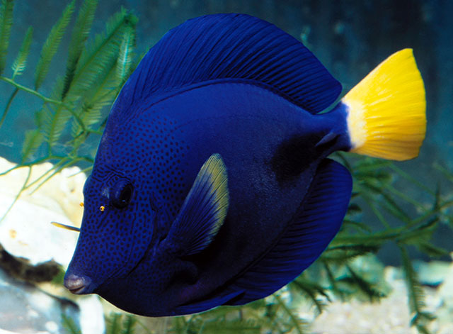 Click to View Yellowtailed Tang<br><span style='font-size:12px'><i>Fishbase</i></span>