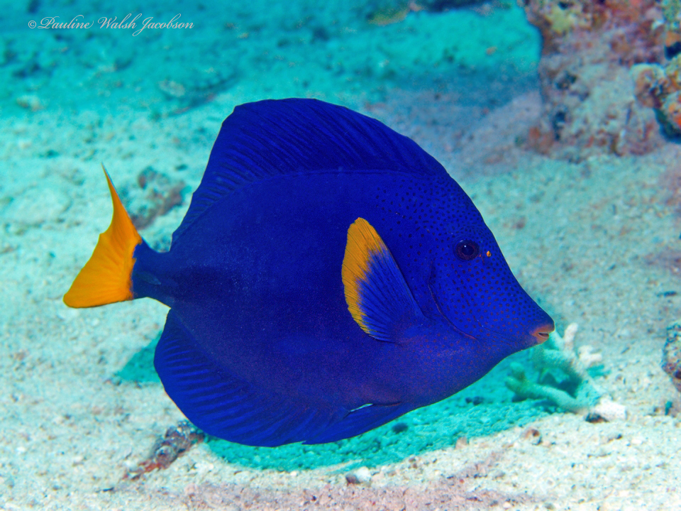 Click to View Yellowtailed Tang<br><span style='font-size:12px'><i>Fishbase</i></span>