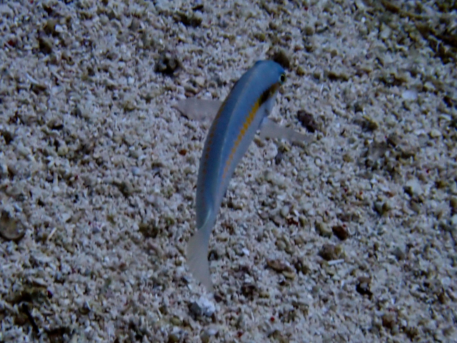 Click to View Zigzag Wrasse<br><span style='font-size:12px'><i>Dave & Rose</i></span>