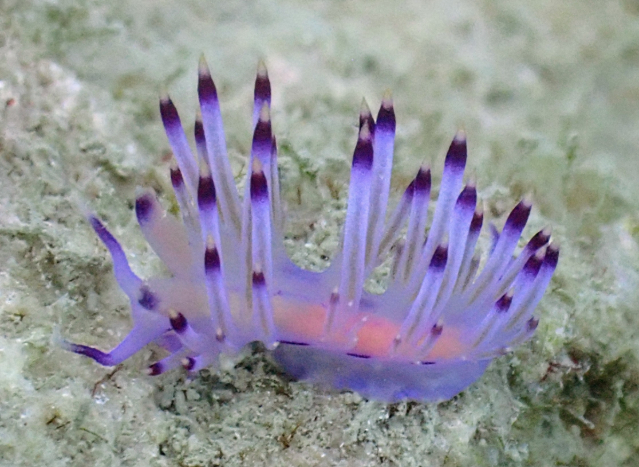 Click to View Redlined Flabellina<br><span style='font-size:12px'><i>Dave & Rose</i></span>