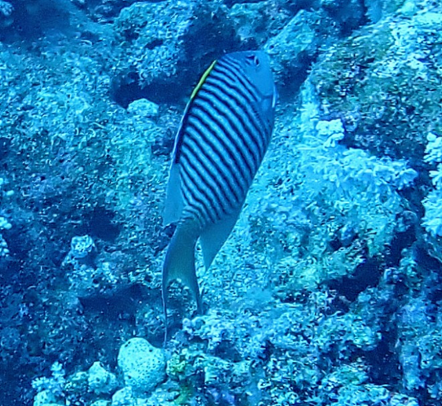 Click to View Zebra Angelfish<br><span style='font-size:12px'><i>Dave & Rose</i></span>