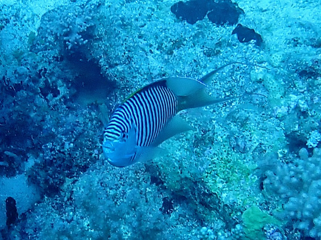 Click to View Zebra Angelfish<br><span style='font-size:12px'><i>Dave & Rose</i></span>