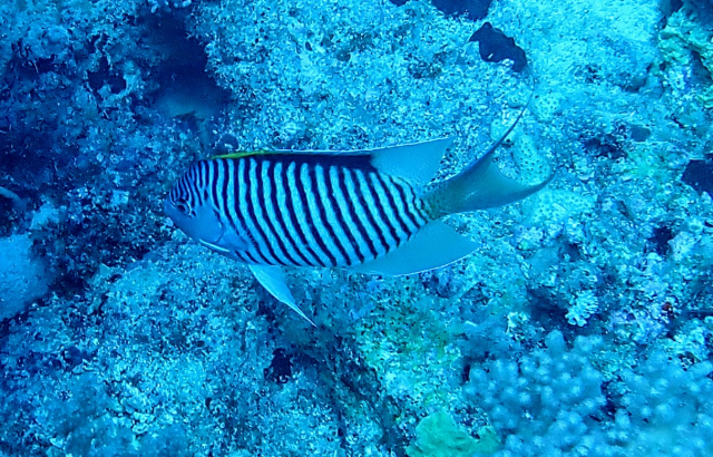 Click to View Zebra Angelfish<br><span style='font-size:12px'><i>Dave & Rose</i></span>