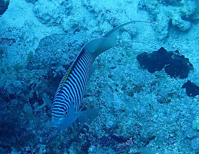 Click to View Zebra Angelfish<br><span style='font-size:12px'><i>Dave & Rose</i></span>