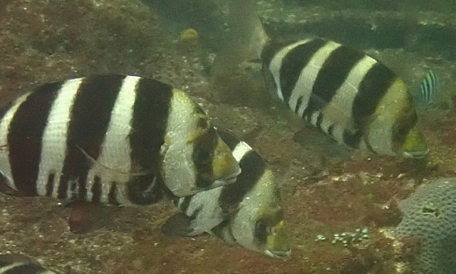 Click to View Zebra Bream<br><span style='font-size:12px'><i>Dave & Rose</i></span>