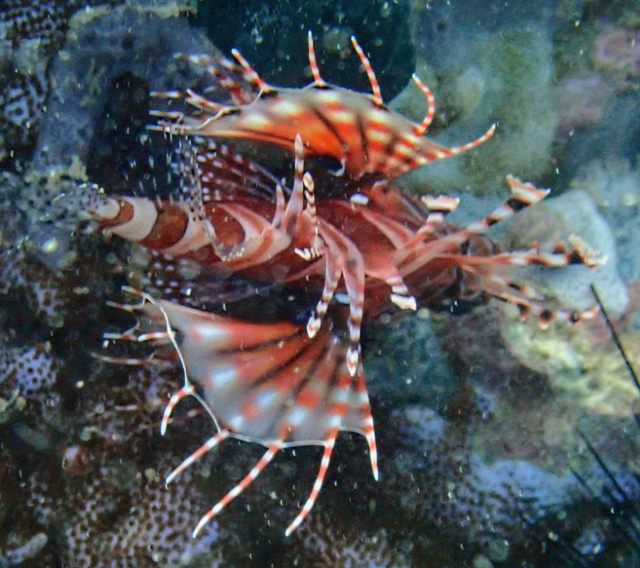 Click to View Zebra Lionfish<br><span style='font-size:12px'><i>Dave & Rose</i></span>