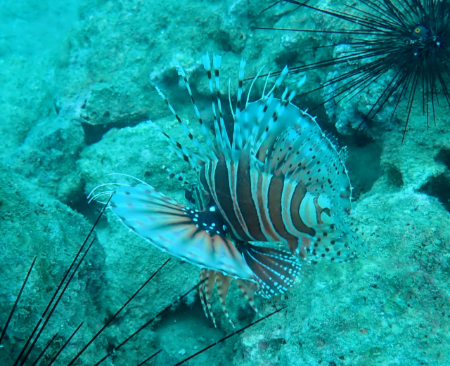 Click to View Zebra Lionfish<br><span style='font-size:12px'><i>Dave & Rose</i></span>
