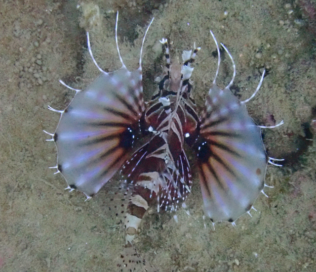 Click to View Zebra Lionfish<br><span style='font-size:12px'><i>Dave & Rose</i></span>