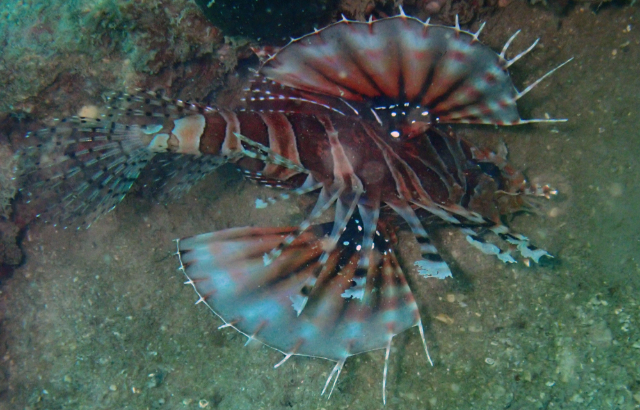 Click to View Zebra Lionfish<br><span style='font-size:12px'><i>Dave & Rose</i></span>