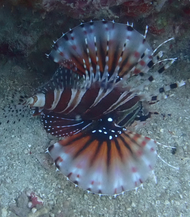 Click to View Zebra Lionfish<br><span style='font-size:12px'><i>Dave & Rose</i></span>