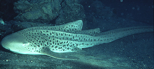 Click to View Zebra shark<br><span style='font-size:12px'><i>Fishbase</i></span>