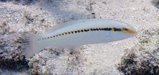 Click to View Zigzag Wrasse - juvenile<br><span style='font-size:12px'><i>Dave & Rose</i></span>