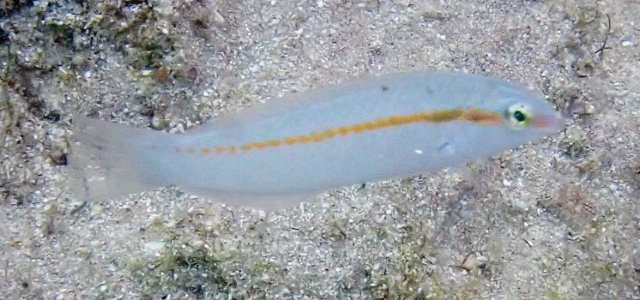 Click to View Zigzag Wrasse - juvenile<br><span style='font-size:12px'><i>Dave & Rose</i></span>