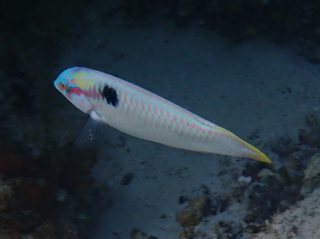 Click to View Zigzag Wrasse<br><span style='font-size:12px'><i>Dave & Rose</i></span>