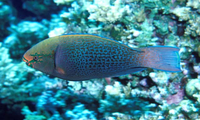 Click to View Dusky Parrotfish<br><span style='font-size:12px'><i>Fishbase</i></span>