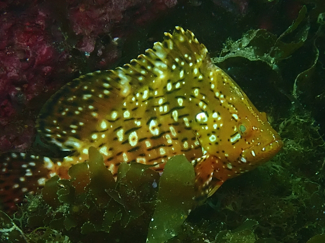 Click to View Gibbus Sweetlips Juv<br><span style='font-size:12px'><i>Dave & Rose</i></span>