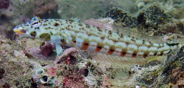 Click to View Latticed Sandperch Female<br><span style='font-size:12px'><i>Dave & Rose</i></span>