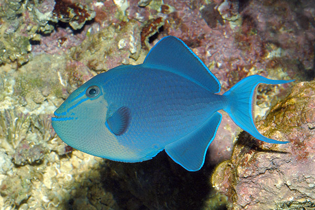 Click to View Redtooth Triggerfish<br><span style='font-size:12px'><i>Fishbase</i></span>