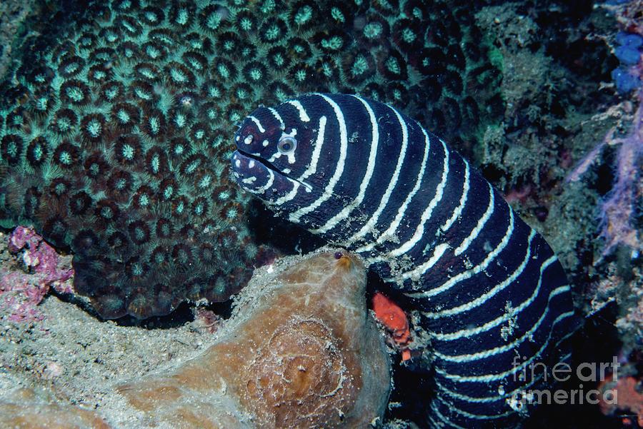 Click to View Zebra Moray<br><span style='font-size:12px'><i>WWW</i></span>